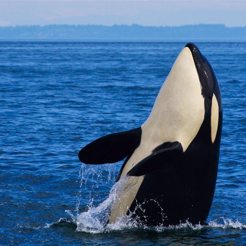 Southern_Resident_Orca