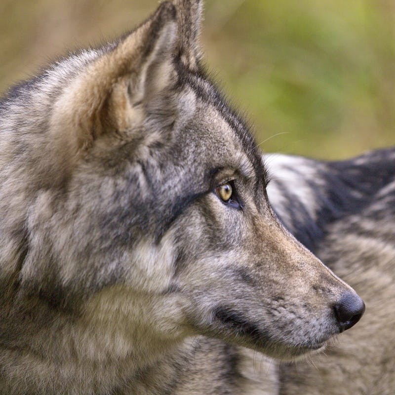Gray wolf Vancouver Island BC