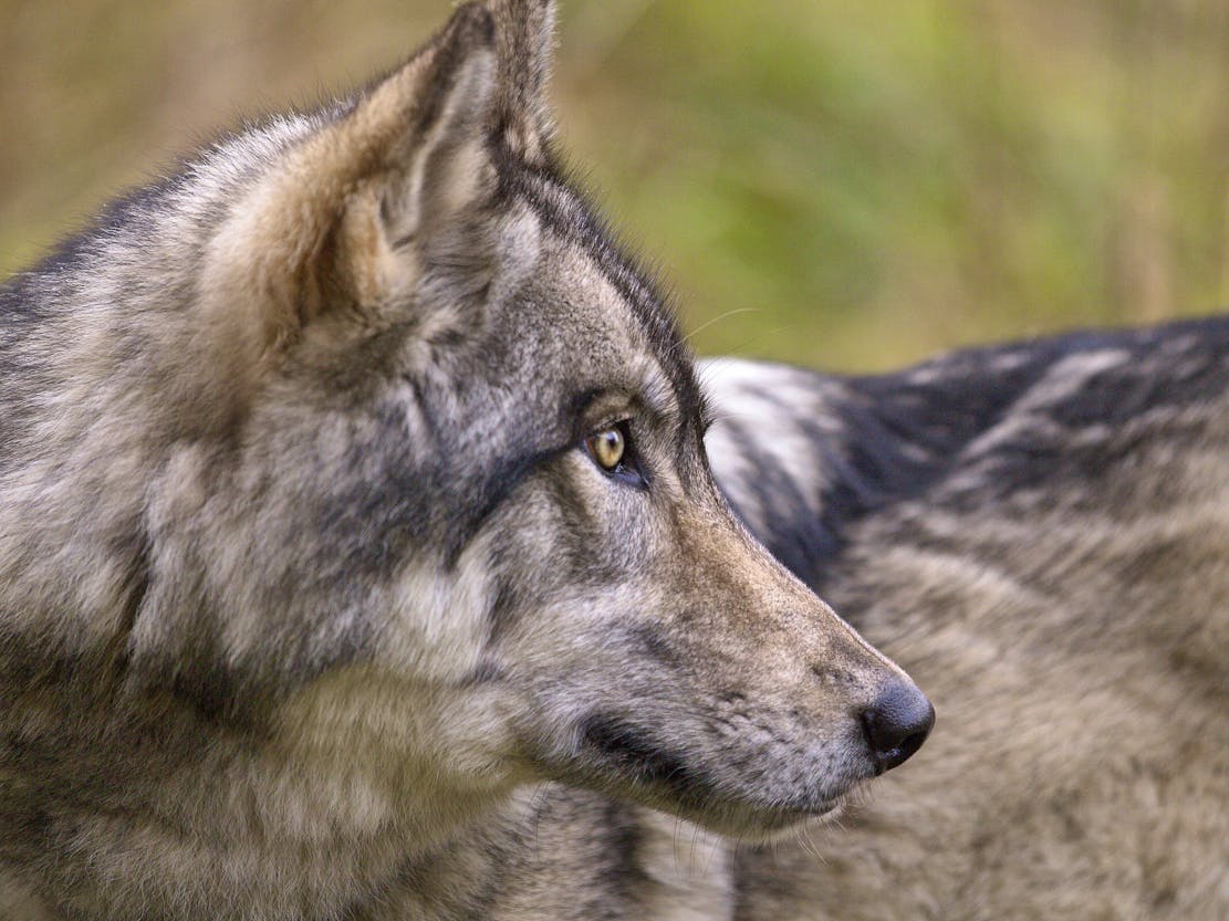 Gray wolf Vancouver Island BC