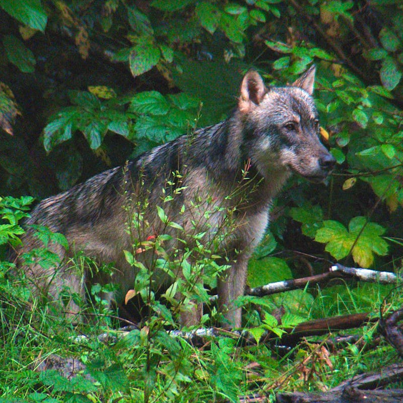 Tongass wolf