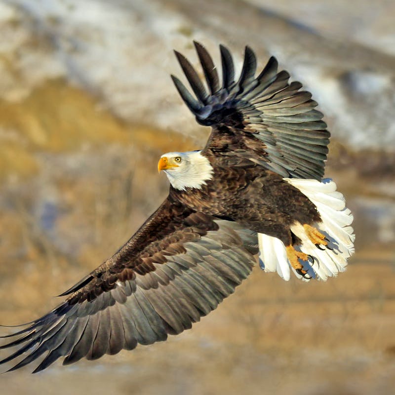 Bald Eagle