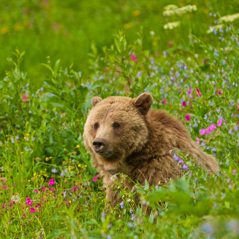 Grizzly bear sow Dunraven Pass in Yellowstone National Park