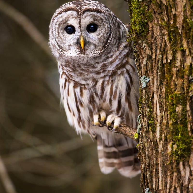 Barred Owl in Ontario