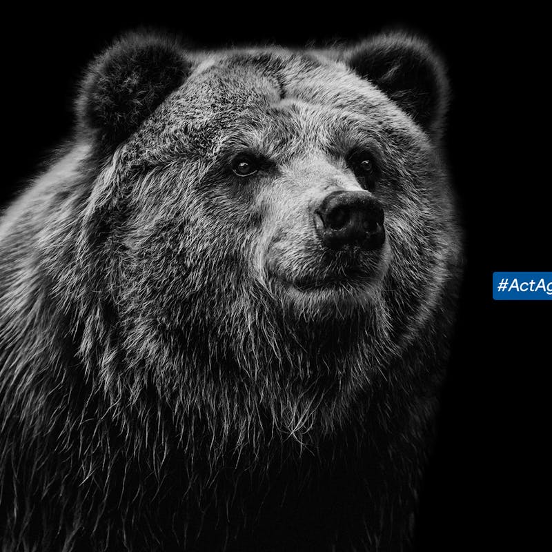 A black and white image of a grizzly bear