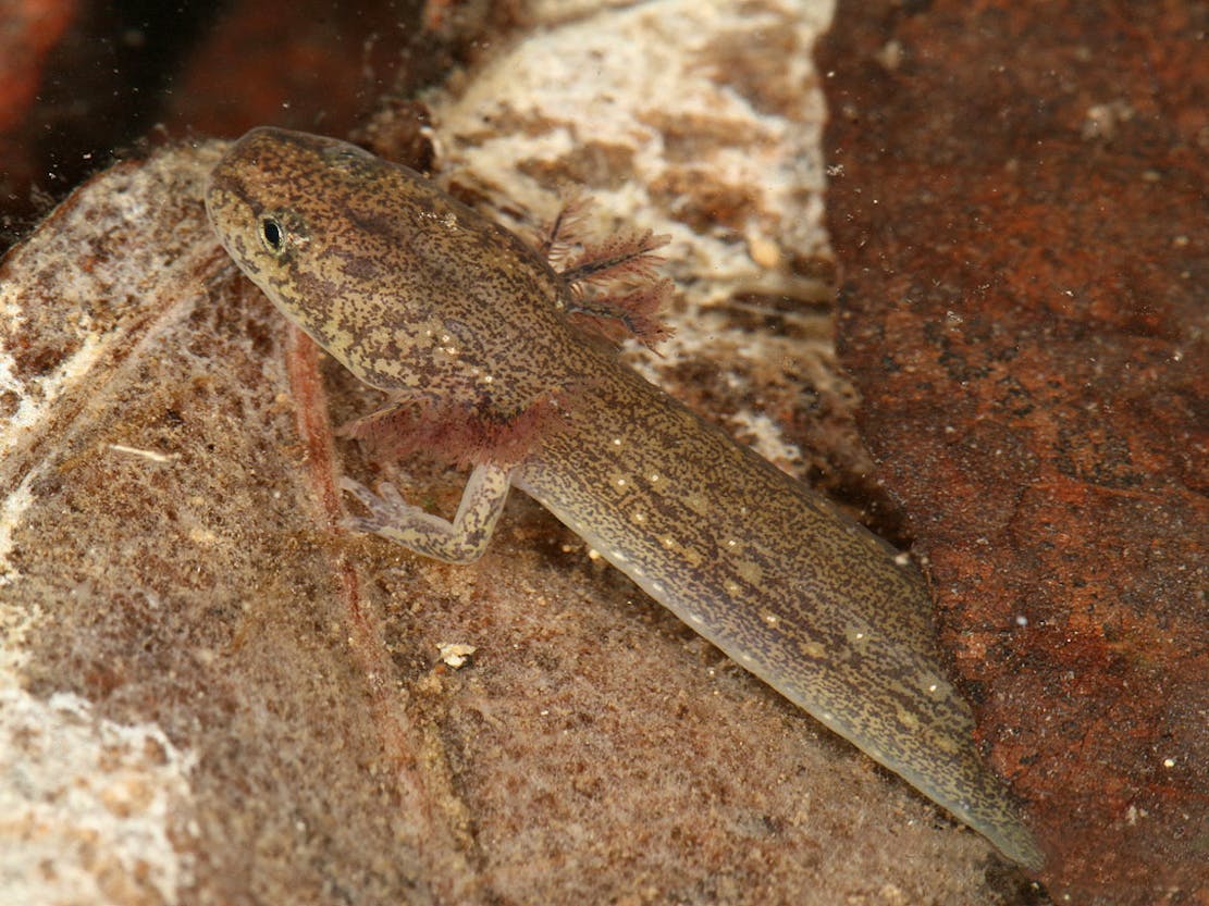 Joyville Plateau salamander