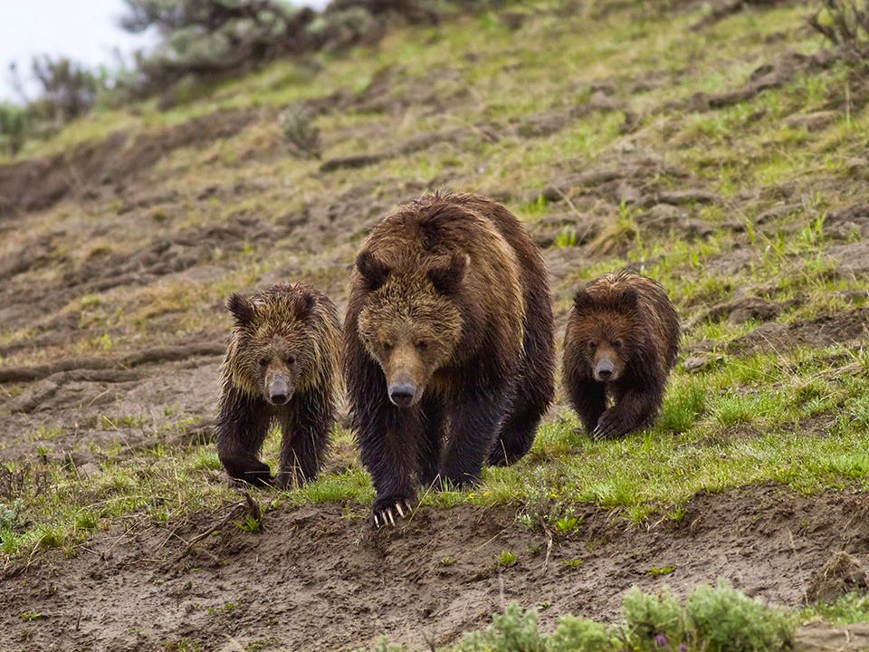 Grizzly bear with cubs 
