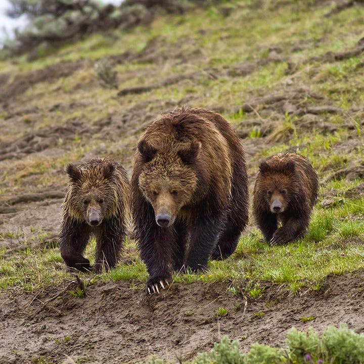 Grizzly bear with cubs