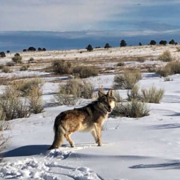 Member of the Pitchfork Canyon Wolf Pack Standing in Snow Covered Field