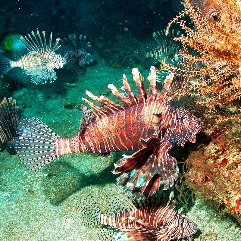 FGBNMS_-_Indo-Pacific_lionfish_(27985948245)_Marsha Skoczek/NOAA