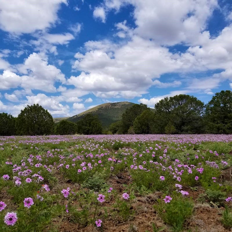 Field of wildflowers 