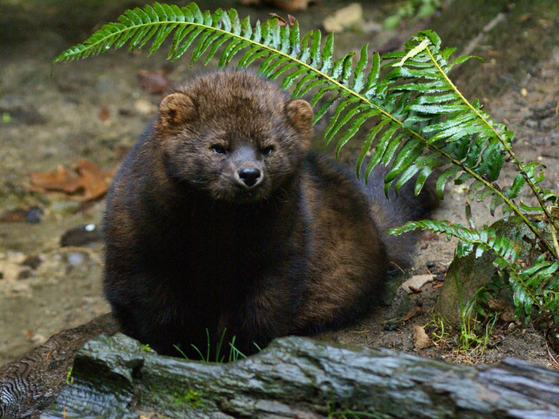 Fisher in a forest