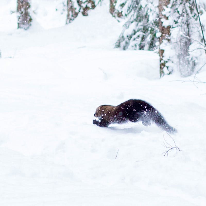 Fisher release on Mount Rainier