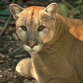 Florida panther