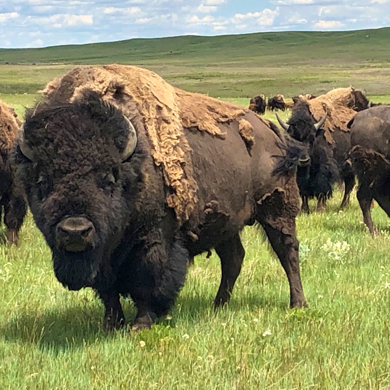 Bison of the Assiniboine and Sioux Tribes of Fort Peck_Montana_DOW