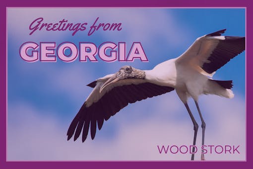 Georgia Postcard Greetings from Georgia Wood Stork 