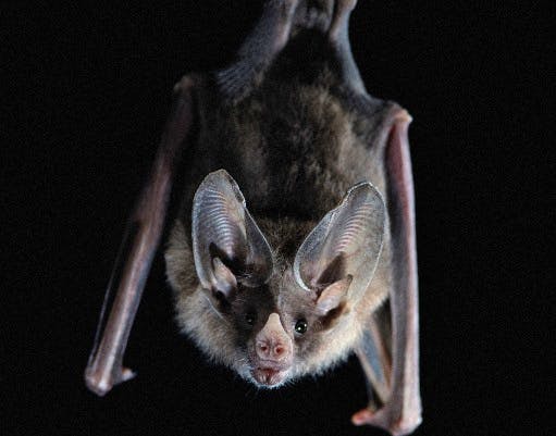 Gray Bat - Cross Creek National Wildlife Refuge - Tennessee - USFWS
