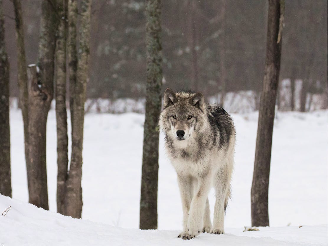 Gray wolf