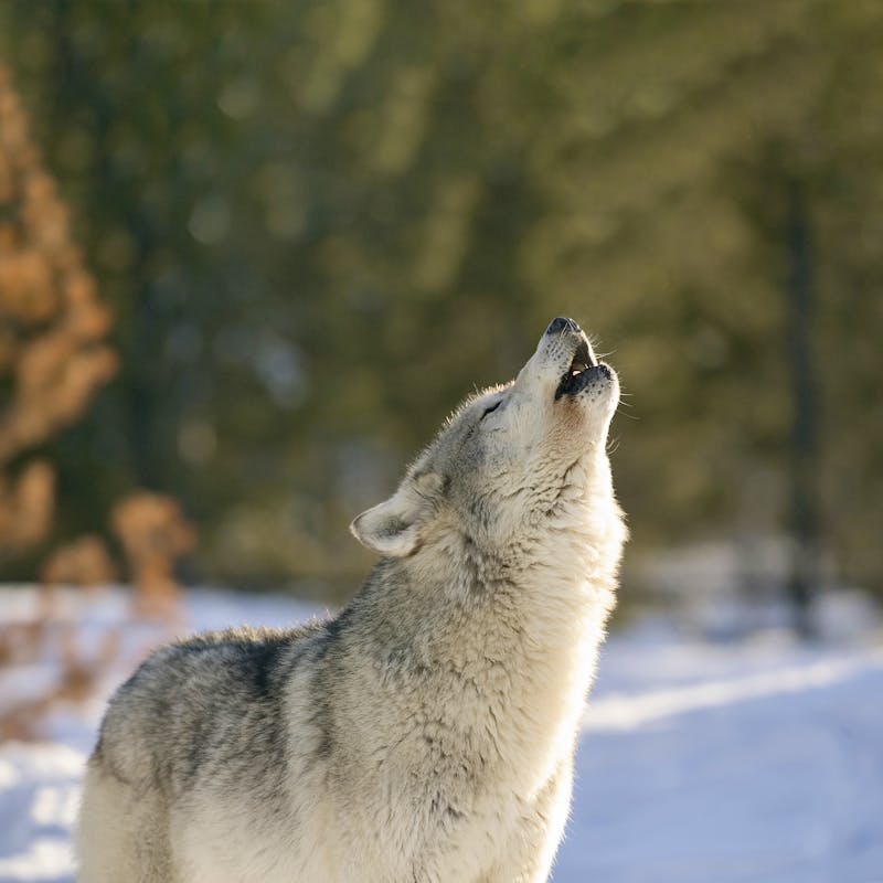 Gray wolf howling