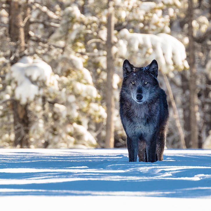 Gray Wolf in Yellowstone