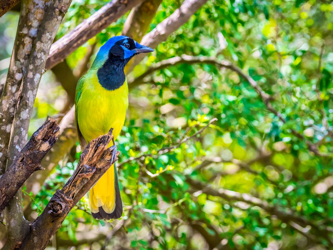 Green Jay at Laguna-Atascosa in Texas