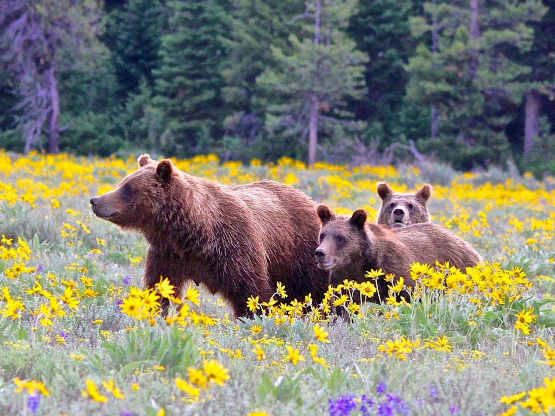 Grizzly mother and yearling cubs in Grand Teton NP in yellow flowers