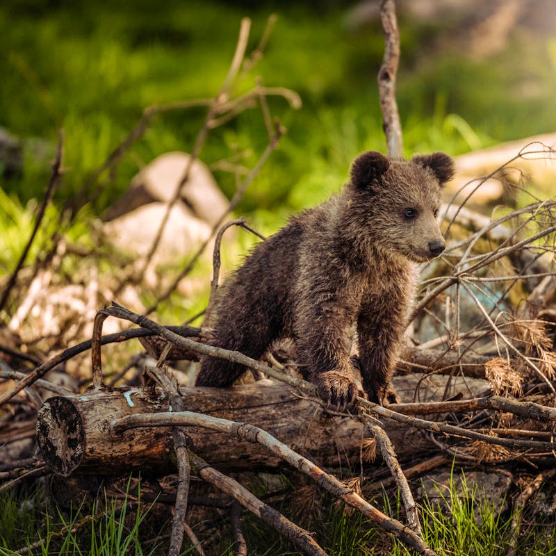 Grizzly Bear