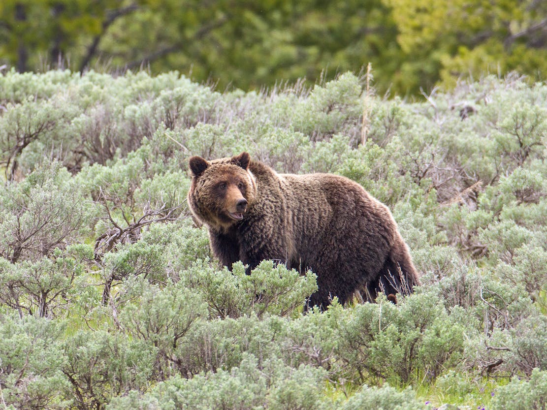 Grizzly bear sow