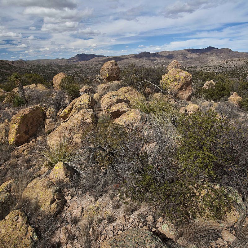 Guadalupe Canyon, Arizona