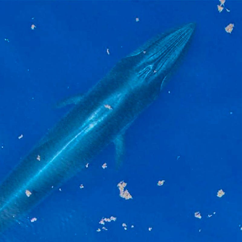 gulf of mexico whale