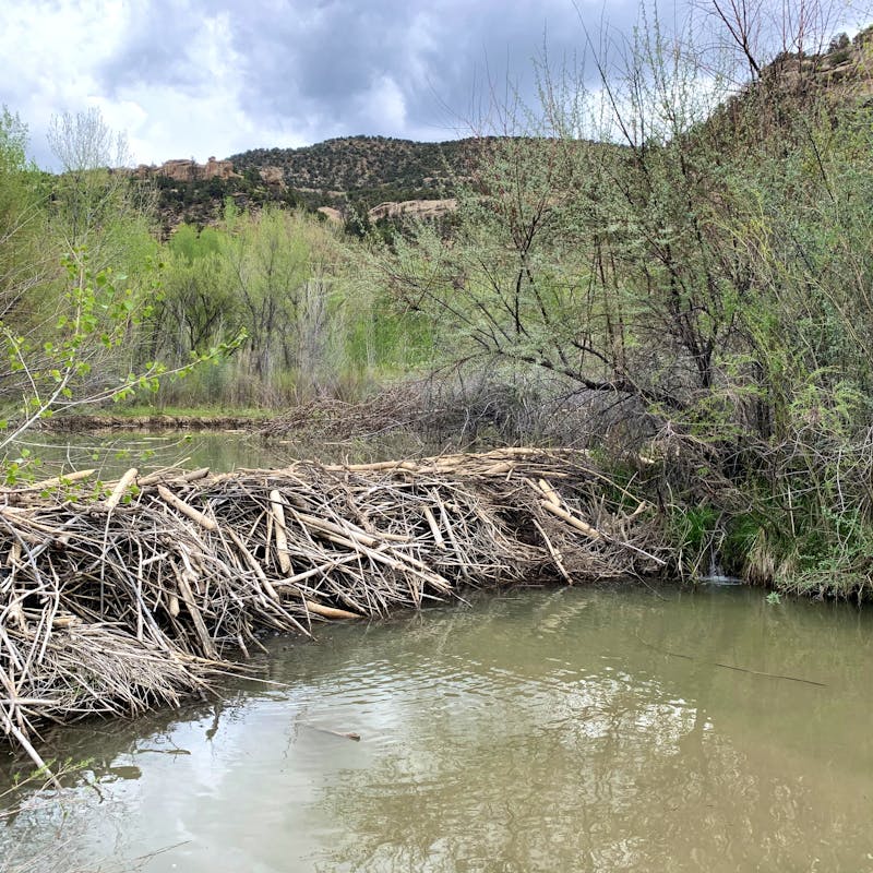 Beaver dam on the Ute Mountain Ute Reservation in the Tribal Park on the Mancos River, being protected to maintain the riparian system for drought resiliency and changes in water availability