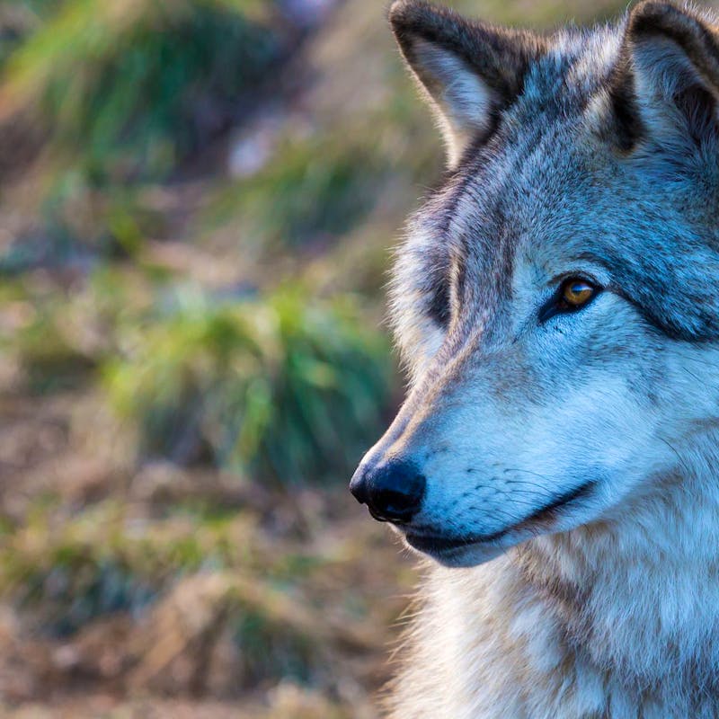 Gray Wolf Headshot in Profile 