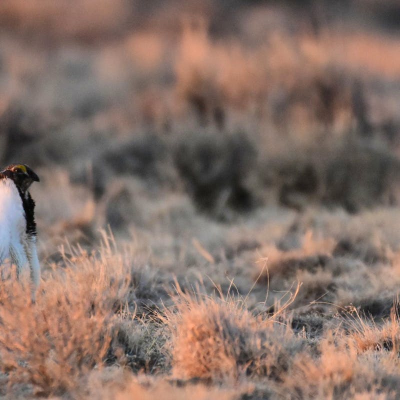 Greater Sage-Grouse standing in sagebrush sea
