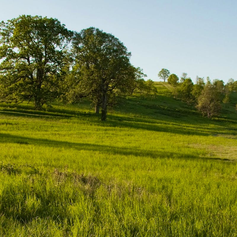 Oak savanna and prairie habitat