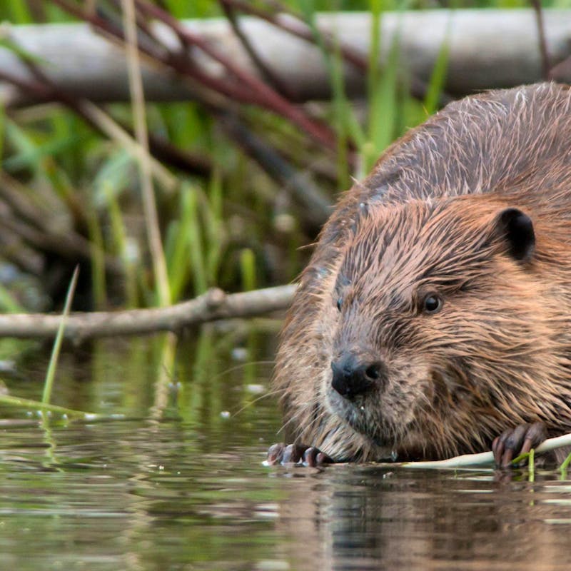 Beaver holding a branch