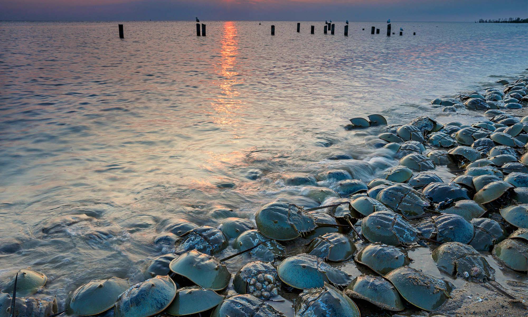 Horseshoe crabs on beach