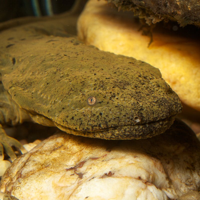 Hellbender in stream bed