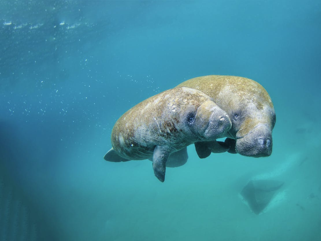 Mother Manatee and Calf Swimming