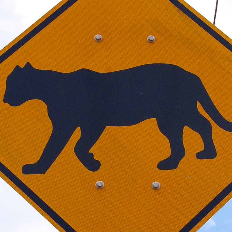 2009.04.10 - Florida Panther Traffic Sign - Heidi Ridgley - DOW