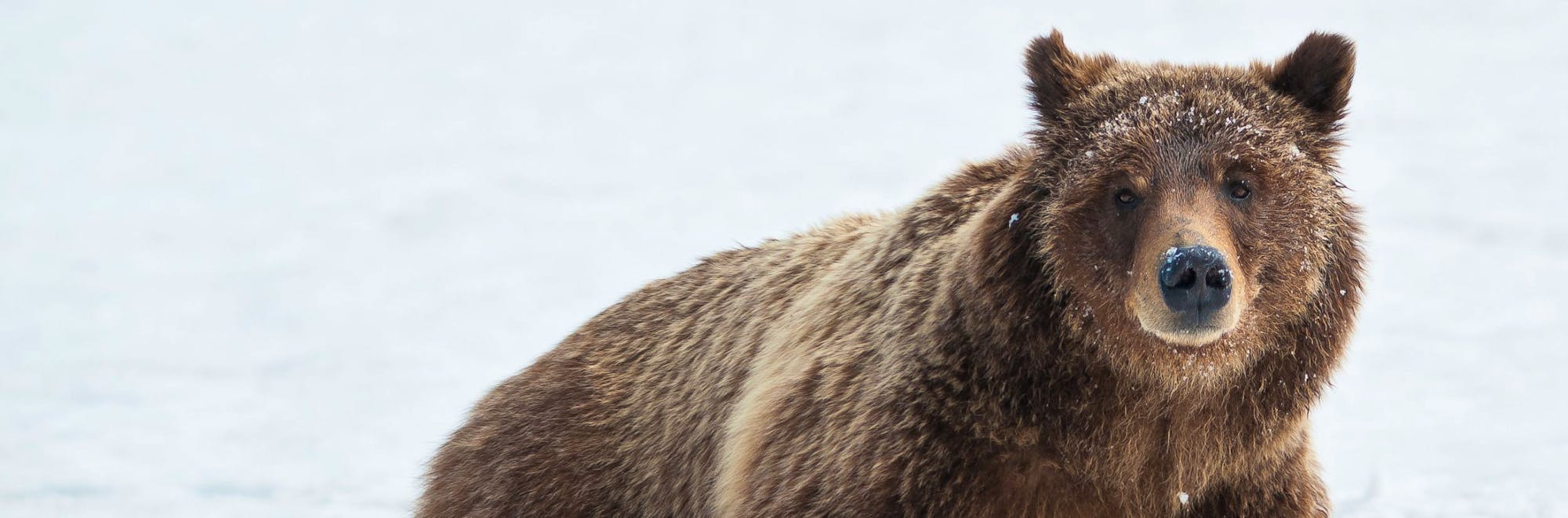 Female grizzly bear makes 幸运飞行艇168开奖官方历史直播翻阅记录表 - 幸运飞行艇官方体彩168开奖记录查询 #线上计划 her way through a snow drift in Grand Teton 