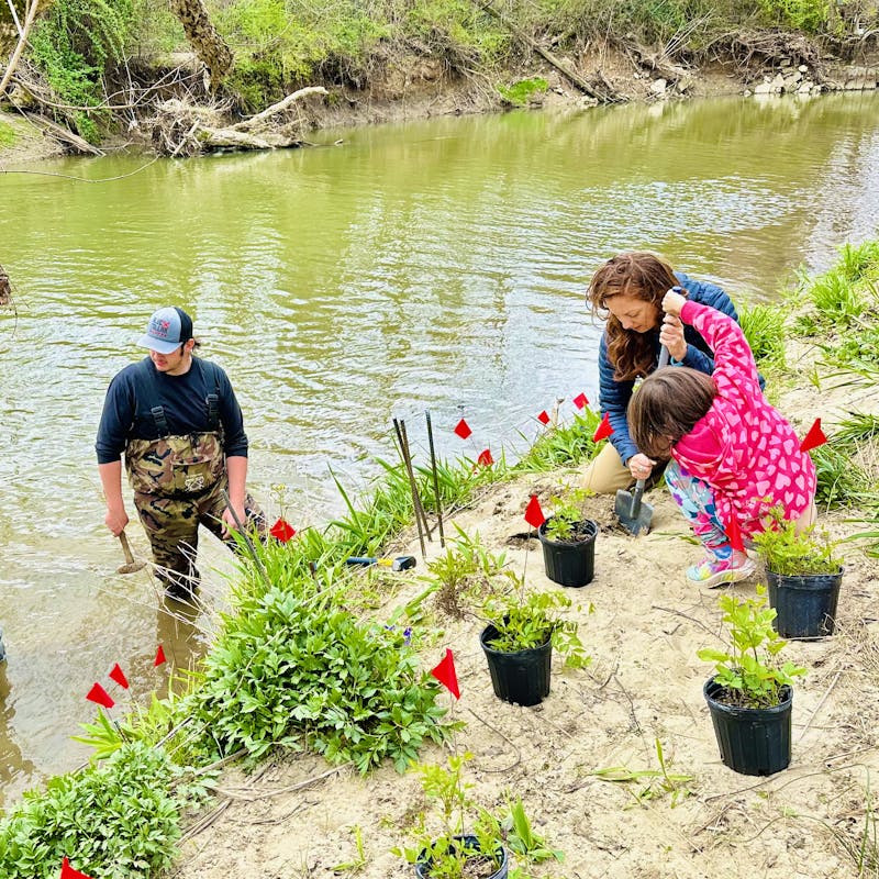 Students, parents and faculty from FernLeaf Community Charter School remove invasive plants and plant new growth along the bank of Cane Creek in Fletcher, N.C.