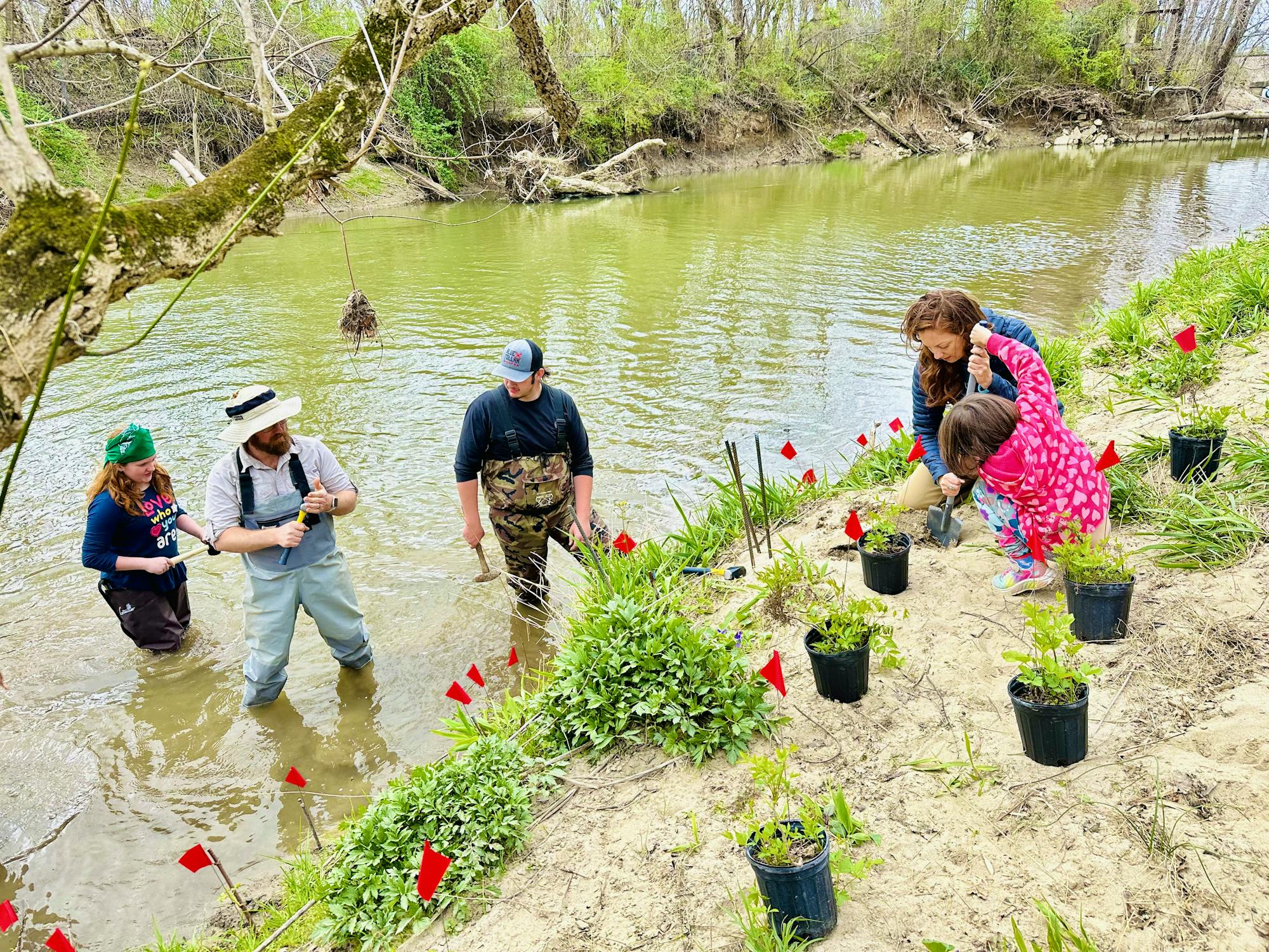 Students, parents and faculty from FernLeaf Community Charter School remove invasive plants and plant new growth along the bank of Cane Creek in Fletcher, N.C.