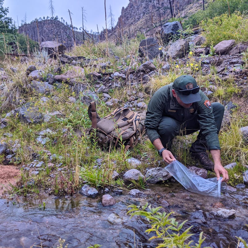 Release of fish