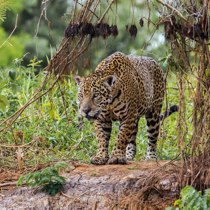 Jaguar