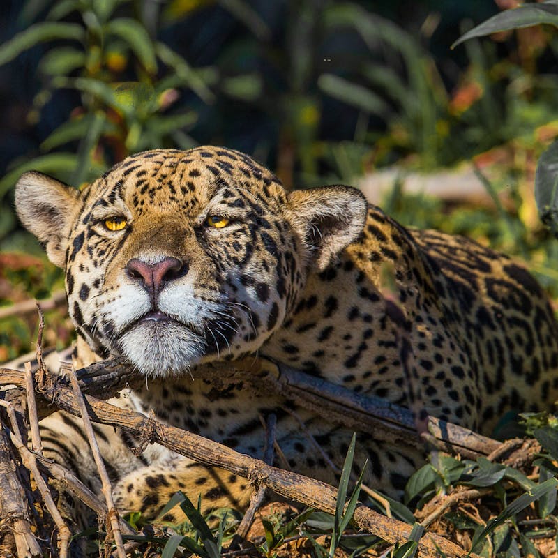 Jaguar resting on bank of river