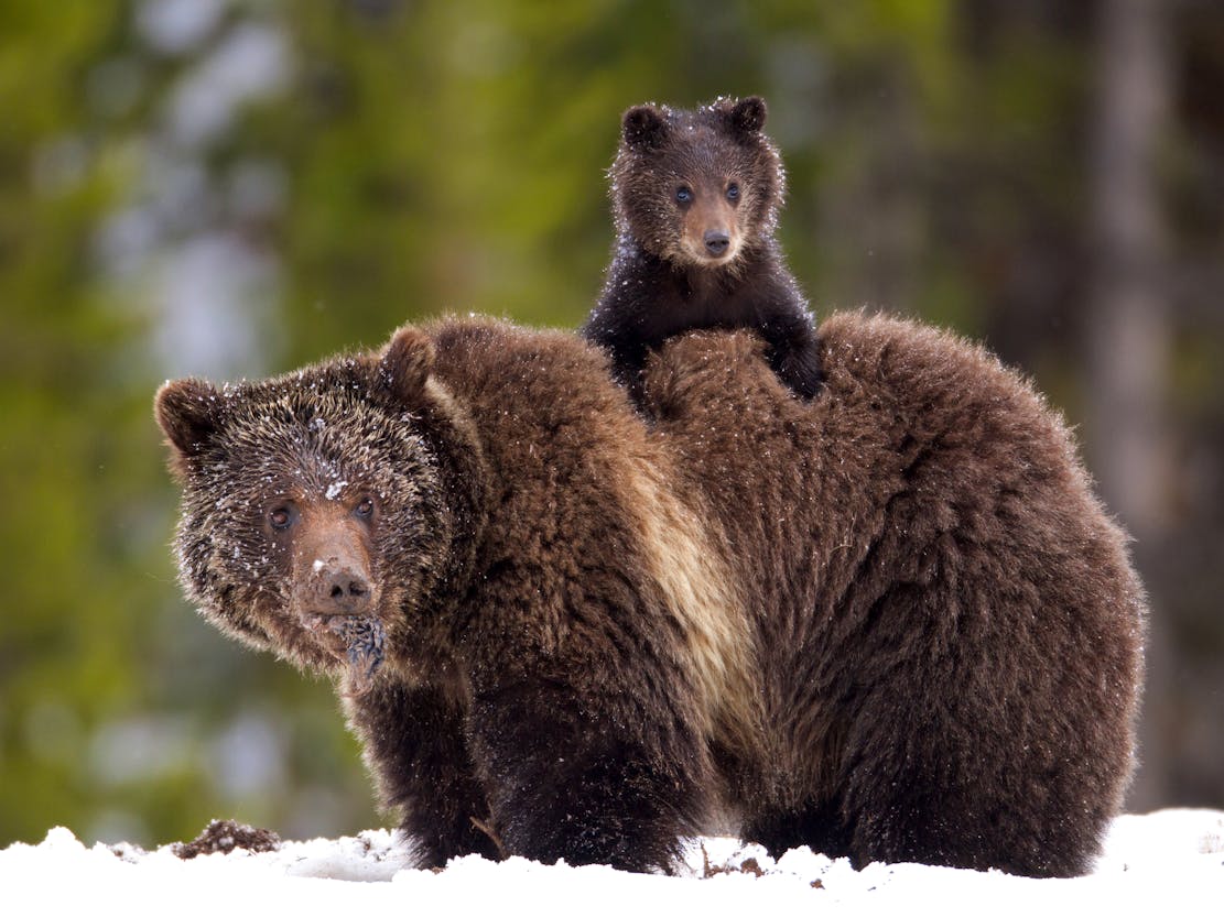 james yule_grizzly bear