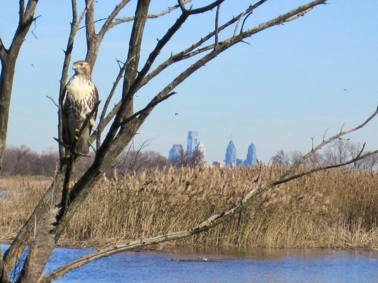 Overlooking the prominent Philadelphia skyline and a hawk from the John Heinz National Wildlife Refuge