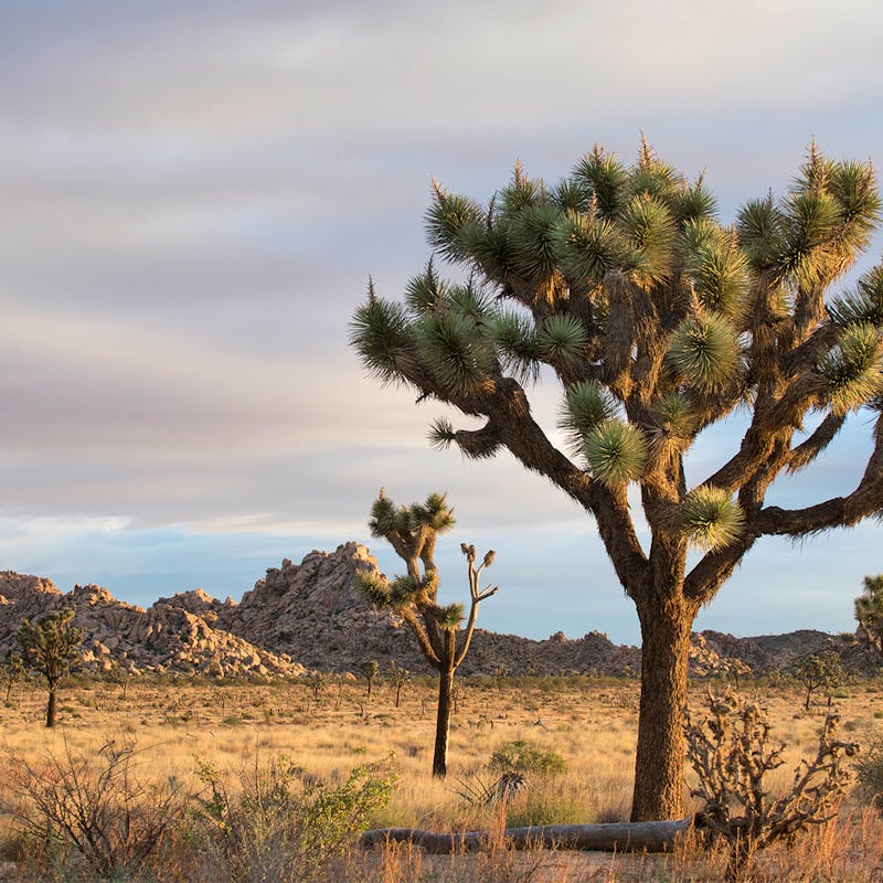 Joshua Tree NP