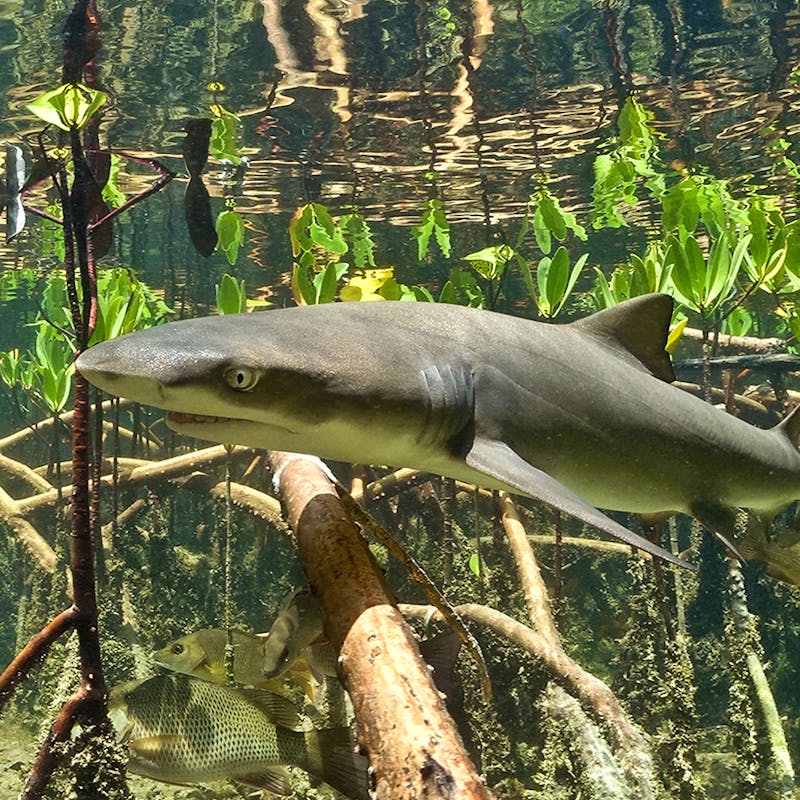 Lemon Shark, Bahamas