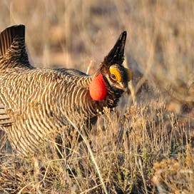 lesser prairie chicken