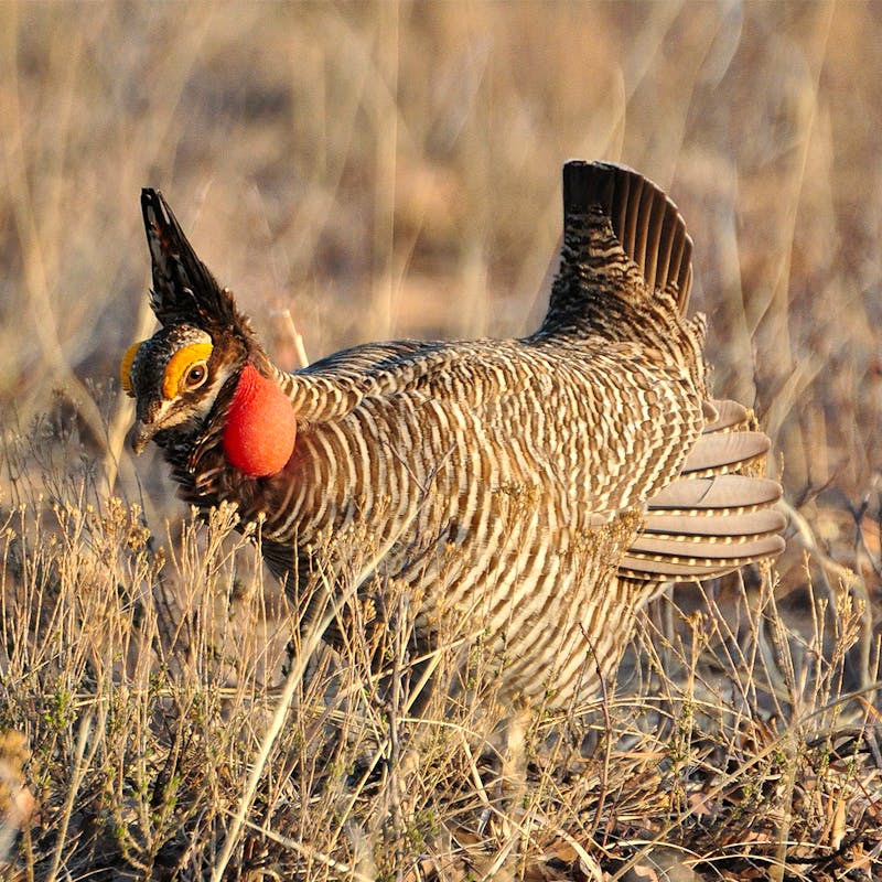 Lesser Prairie Chicken